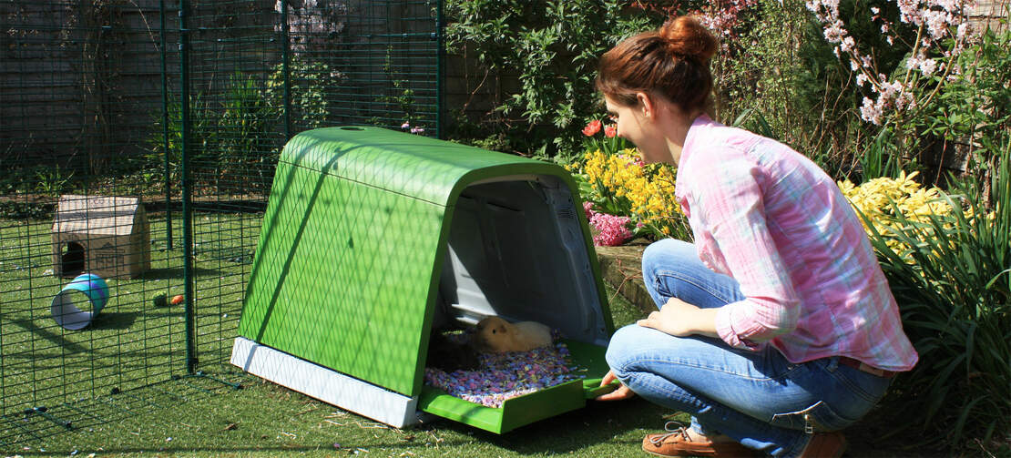 Guinea pigs love to make themselves comfortable in the Eglu Go