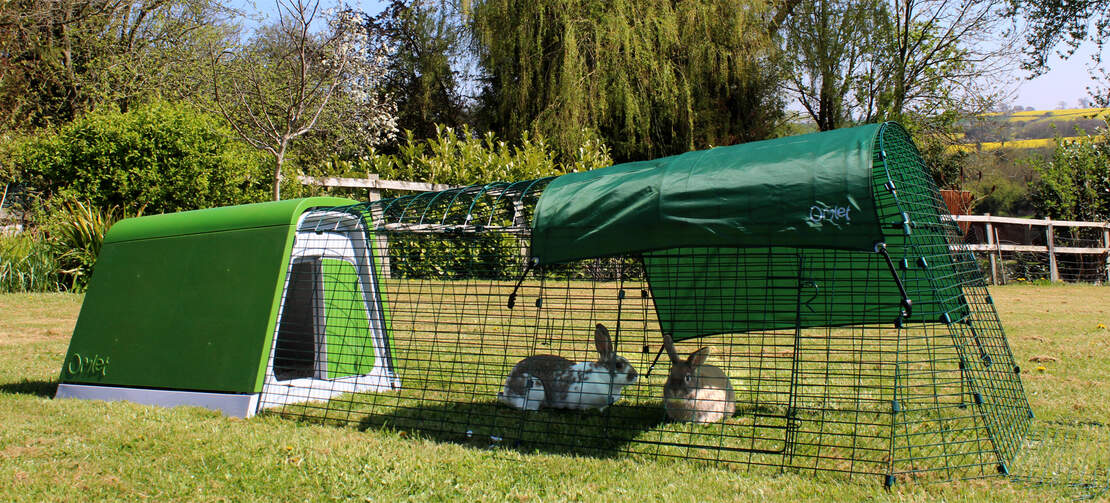 Two rabbits playing in Eglu Go rabbit hutch run