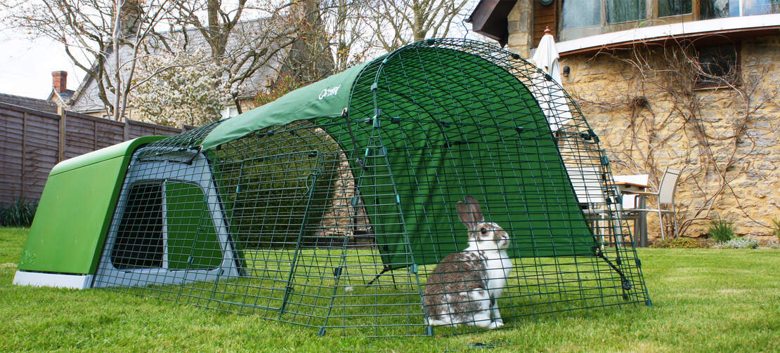 A rabbit in the run of the Eglu Go rabbit hutch
