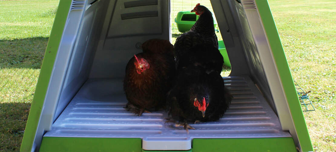 The modern design of the Eglu Go chicken coop allows easy access to the roosting bars and nesting area, all of which is super easy to clean The modern design of the Eglu Go chicken coop allows easy access to the roosting bars and nesting area, all of which is super easy to clean