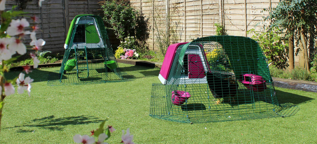 The Eglu Go Up raised chicken coop is the big sister of the Eglu Go and benefits from being both raised off the ground and easy to move The Eglu Go Up raised chicken coop is the big sister of the Eglu Go and benefits from being both raised off the ground and easy to move