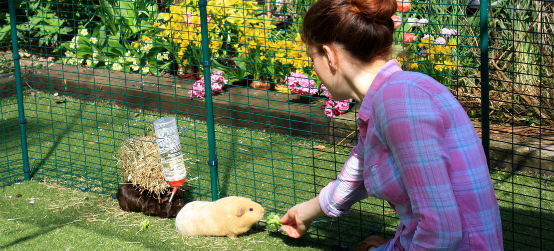 Guinea pig feeding in outdoor enclosure