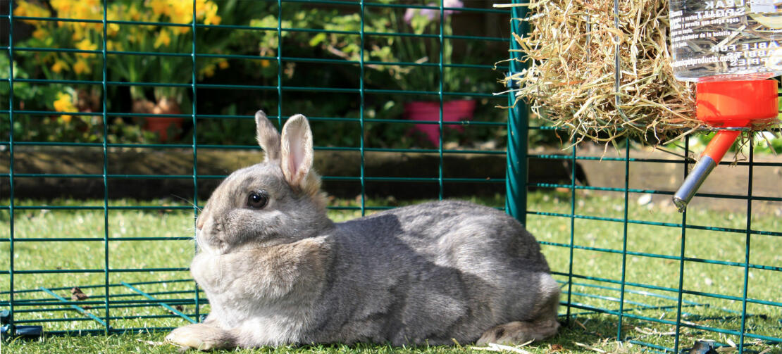 Rabbits big and small will love playing and relaxing in the large outdoor rabbit run