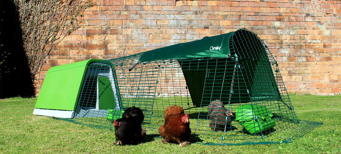The door of the Eglu Go chicken run can be positioned to suit the layout of your backyard. Open the door to allow your hens to free range.