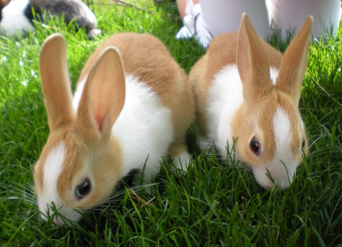 baby dutch bunnies