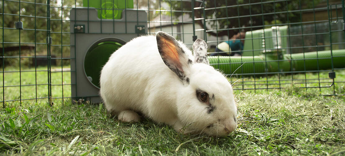 Rabbit in Omlet Zippi rabbit playpen