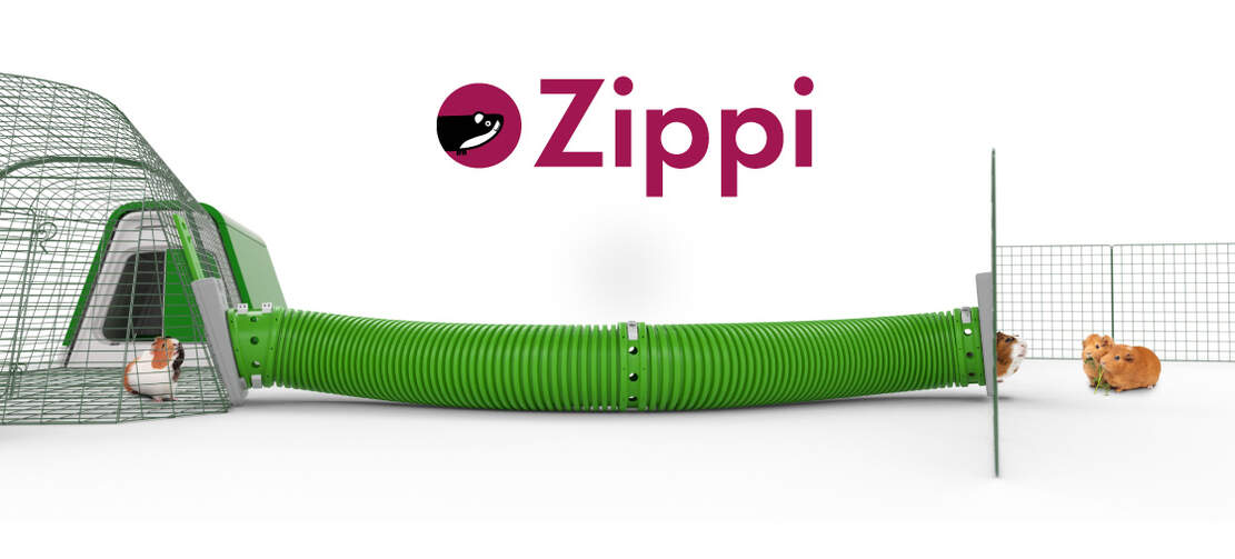 Guinea pigs running down a green Zippi tunnel between a green Go and an animal run Guinea pigs running down a green Zippi tunnel between a green Go and an animal run