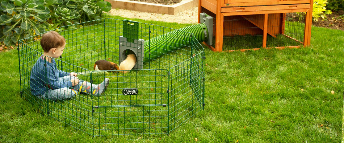 A kid playing with two guinea pigs inside a playpen A kid playing with two guinea pigs inside a playpen
