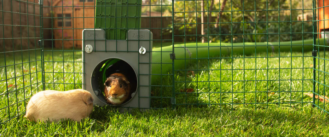 Two guinea pigs inside a playpen connected to a Zippi tunnel