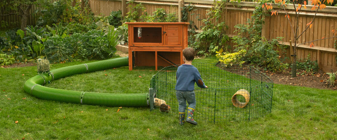 A kid playing with two guinea pigs inside a playpen connected to a Zippi tunnel to a coop A kid playing with two guinea pigs inside a playpen connected to a Zippi tunnel to a coop