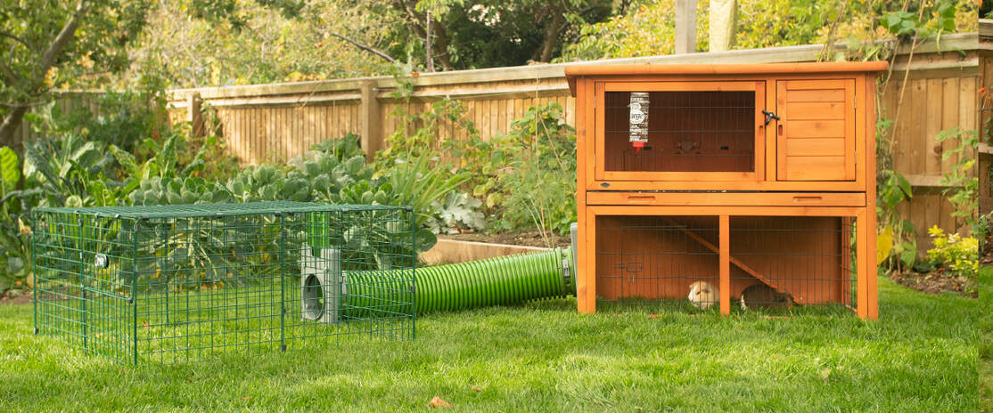 Two guinea pigs inside a coop connected to a playpen using a Zippi tunnel Two guinea pigs inside a coop connected to a playpen using a Zippi tunnel