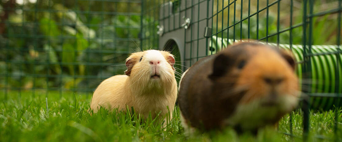 Two guinea pigs inside a playpen connected to a Zippi tunnel