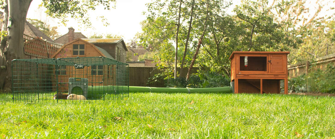 Two guinea pigs inside a playpen connected to a Zippi tunnel to a coop Two guinea pigs inside a playpen connected to a Zippi tunnel to a coop