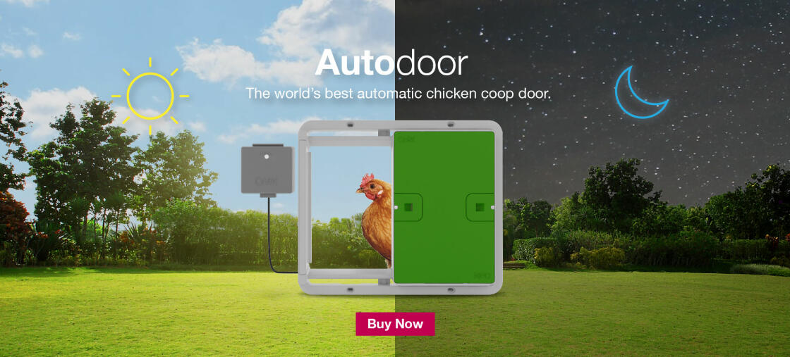 The automatic chicken coop door