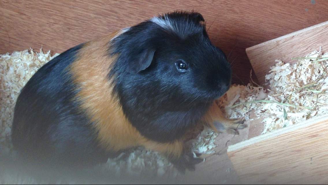 Why Do Guinea Pigs Sneeze? Frequently Asked Questions Guinea Pigs