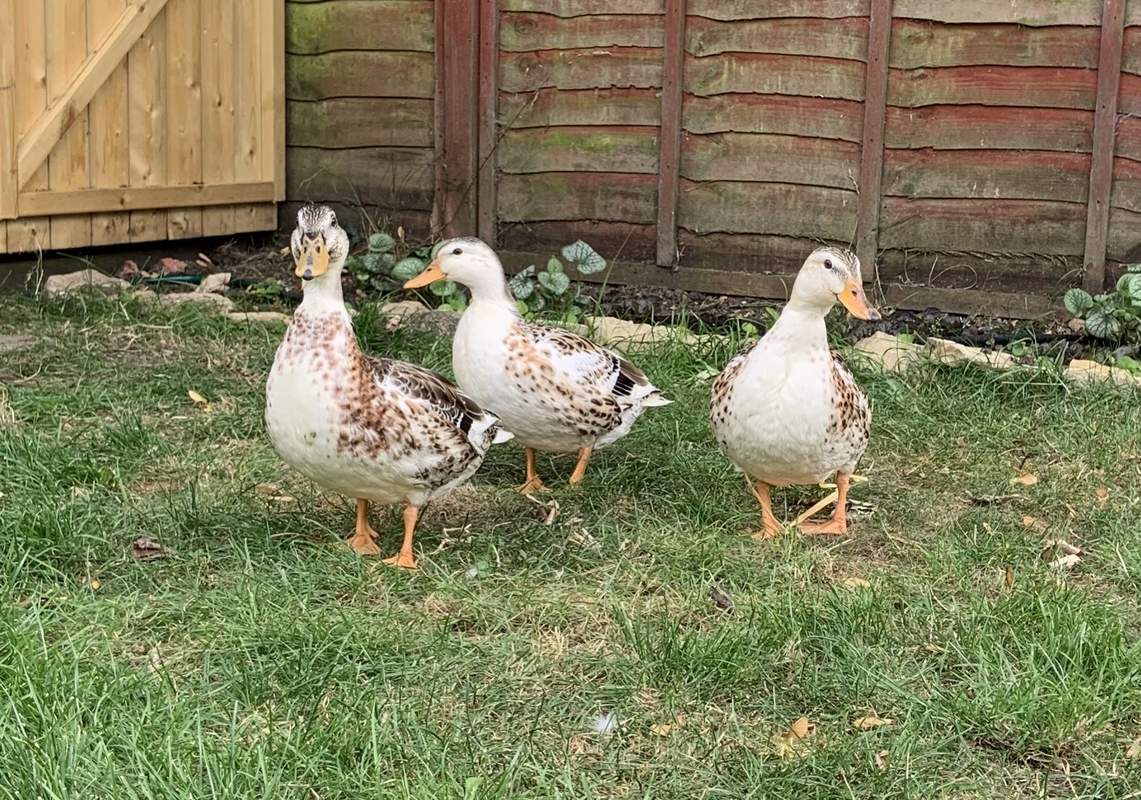 mini ducks bulk