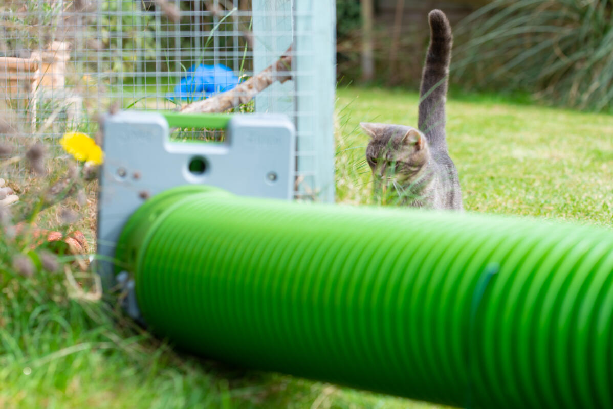 Zippi Guinea Pig Tunnel System | Omlet