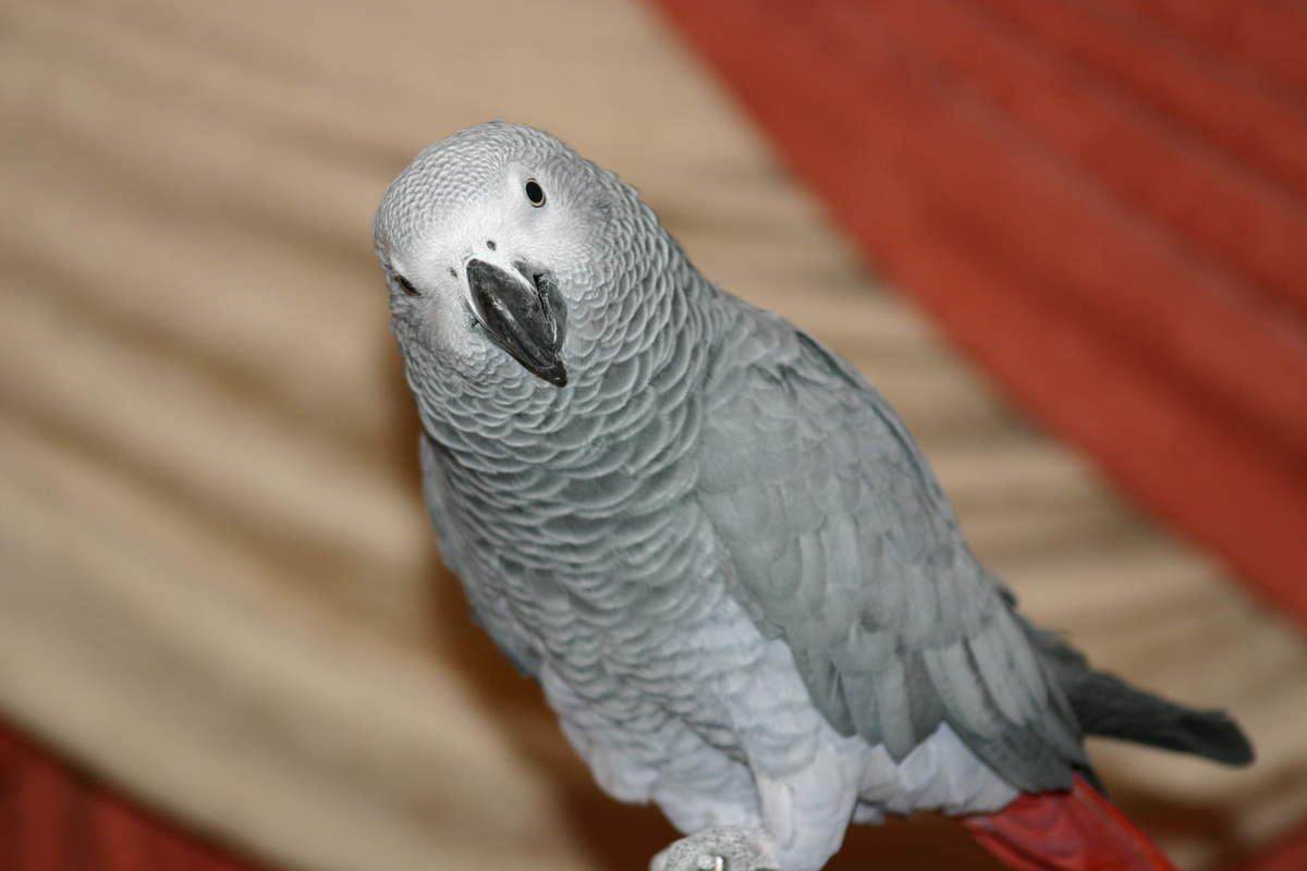 African Grey Parrot | Parrots | Breed Information | Omlet