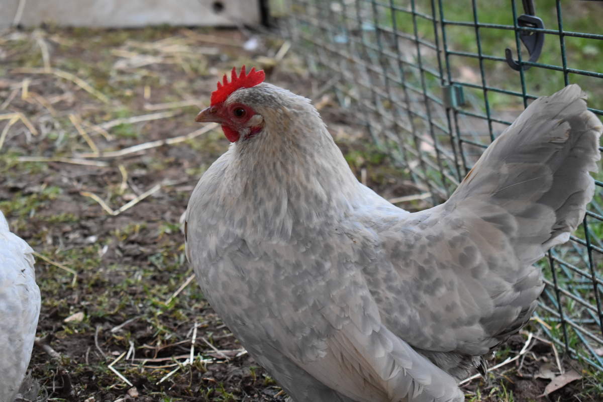 Booted Bantam For Sale Chickens Breed Information Omlet