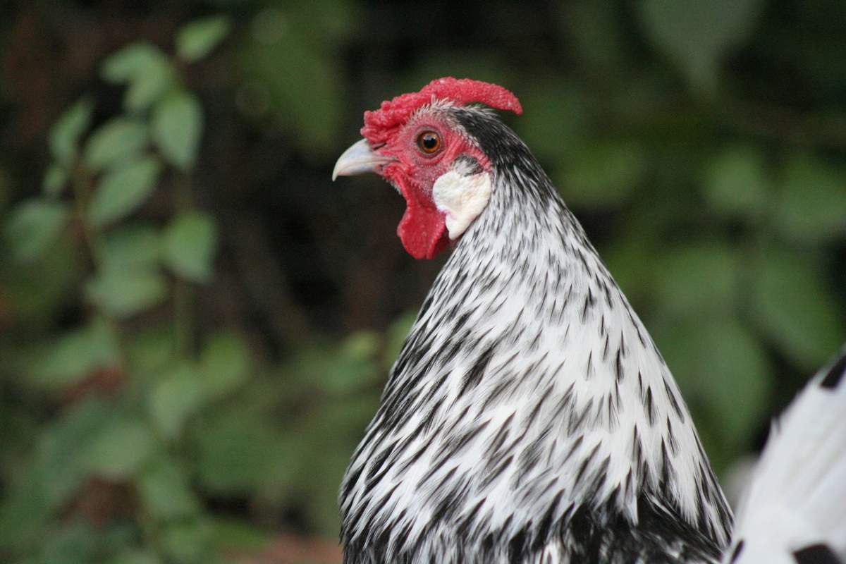 Sebright For Sale Chickens Breed Information Omlet