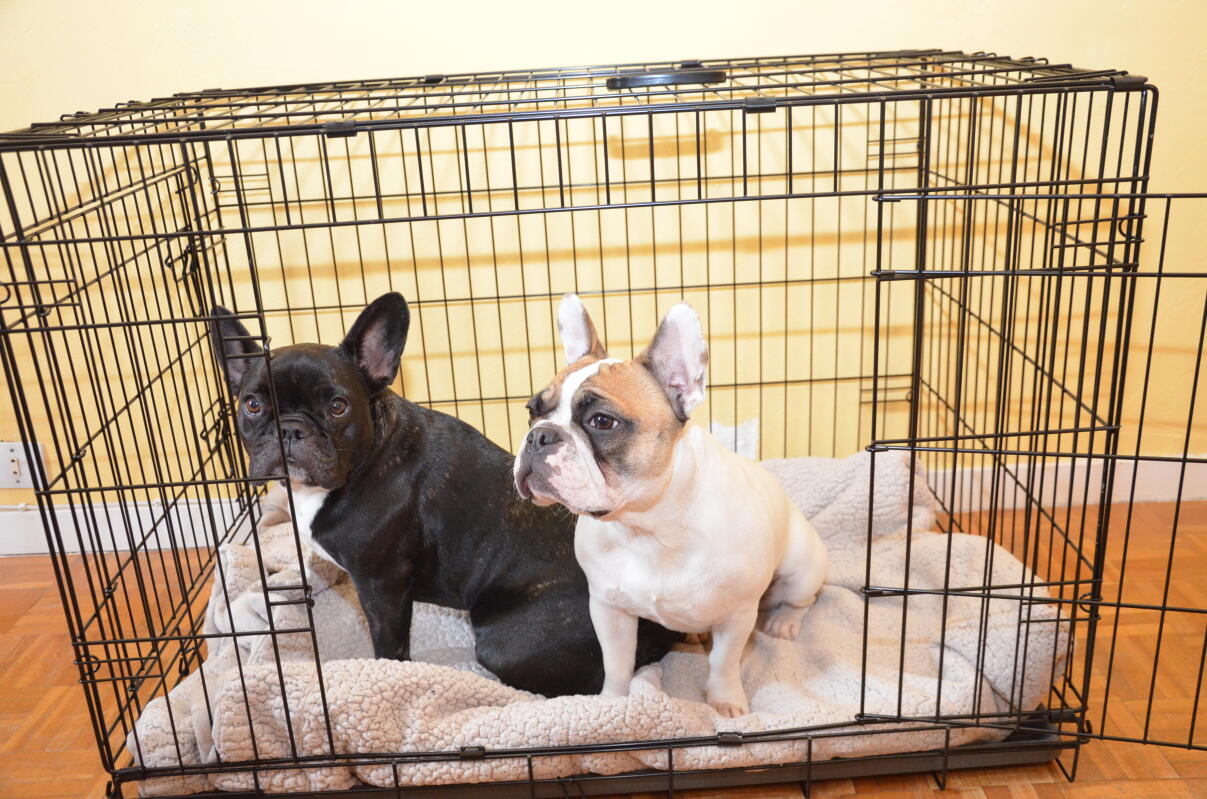 croft classic dog crate