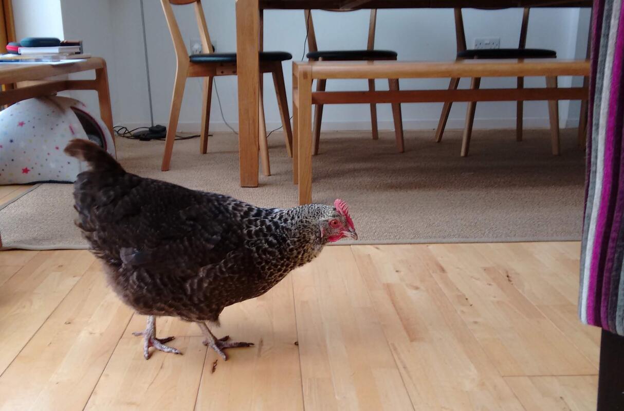 Chickens Guide Omlet US