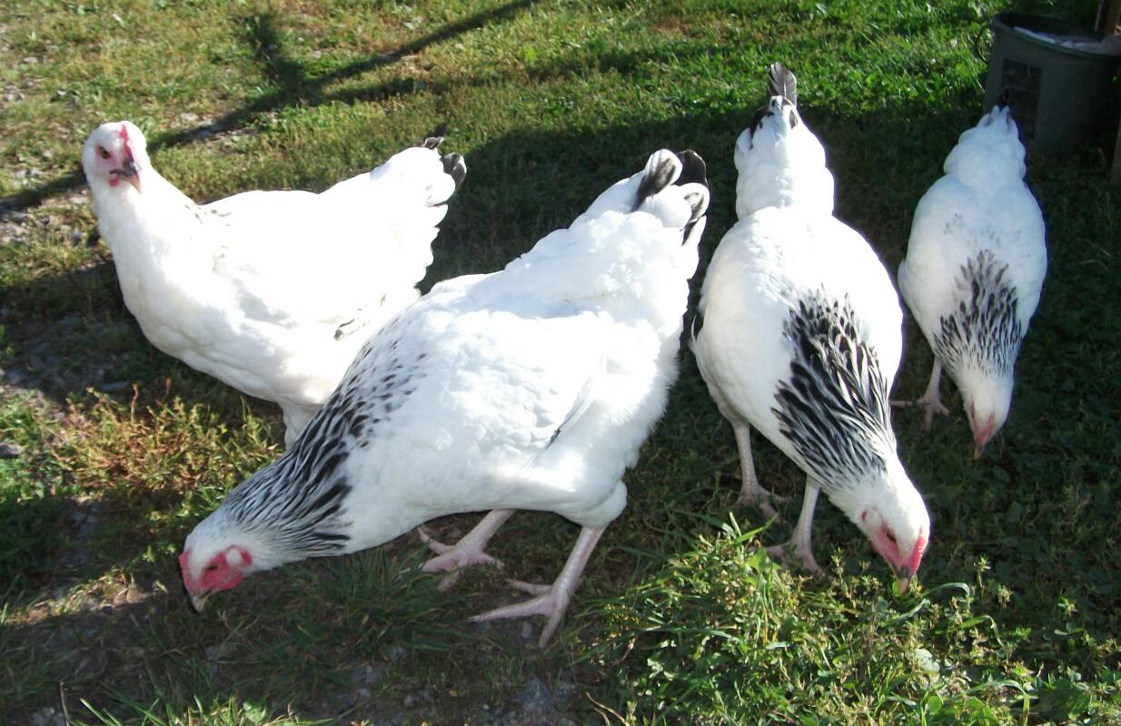 Hybrid For Sale Chickens Breed Information Omlet