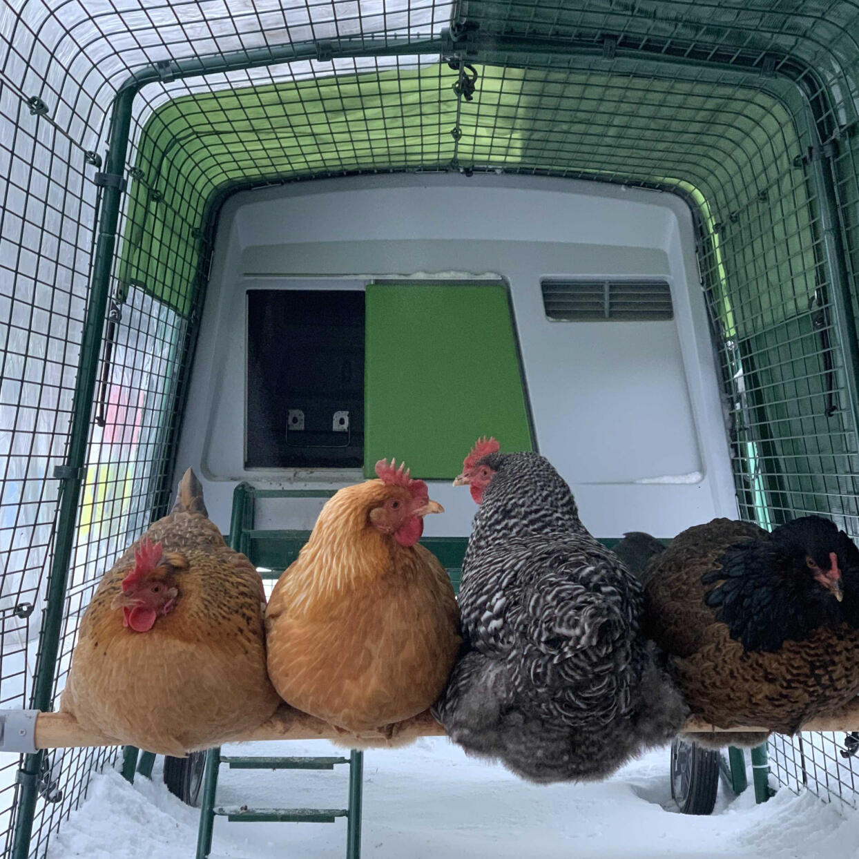 Winter chicken keeping easy with Omlet plastic chicken coops