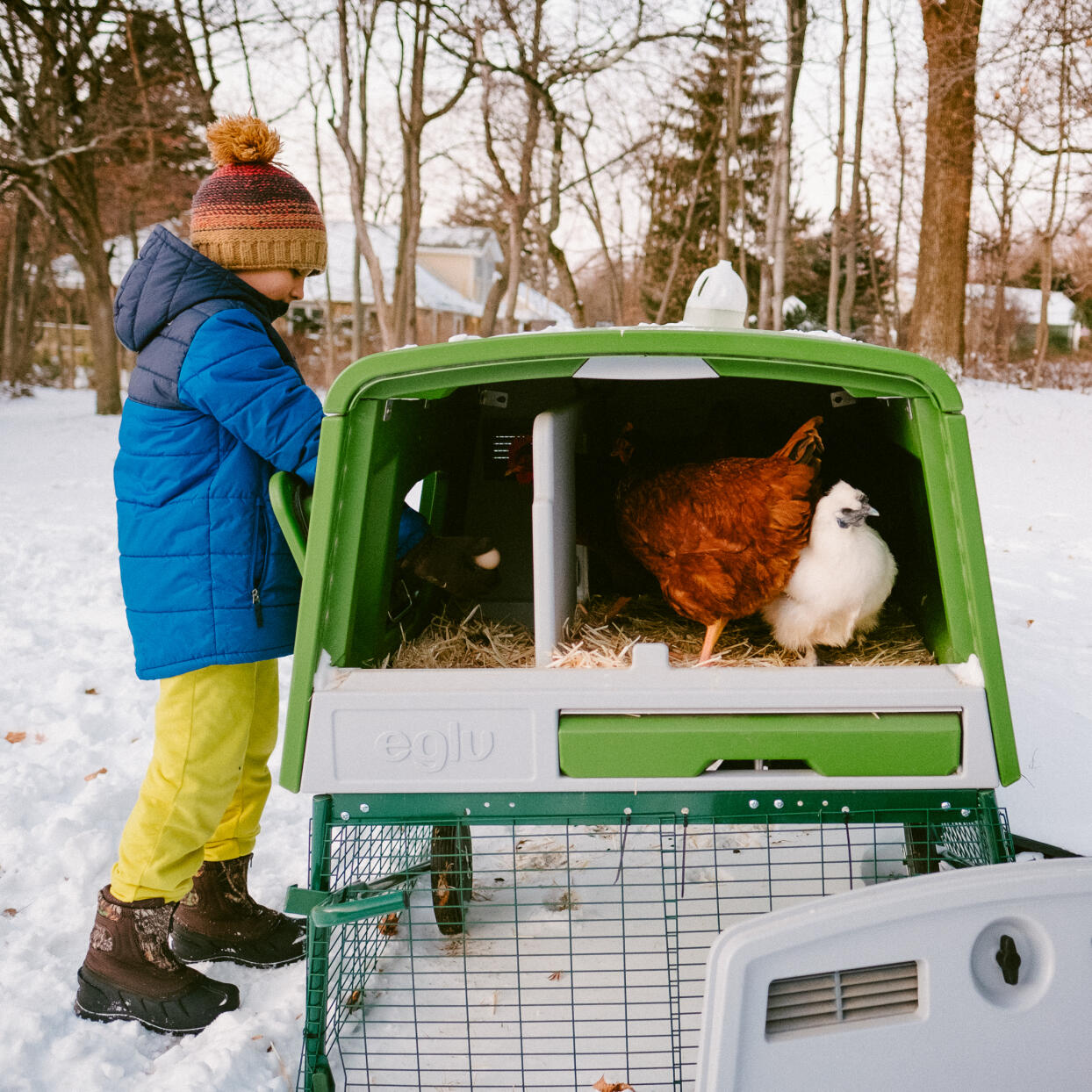 Winter chicken keeping easy with Omlet plastic chicken coops