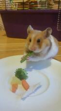Syrian hamster eatying veg
