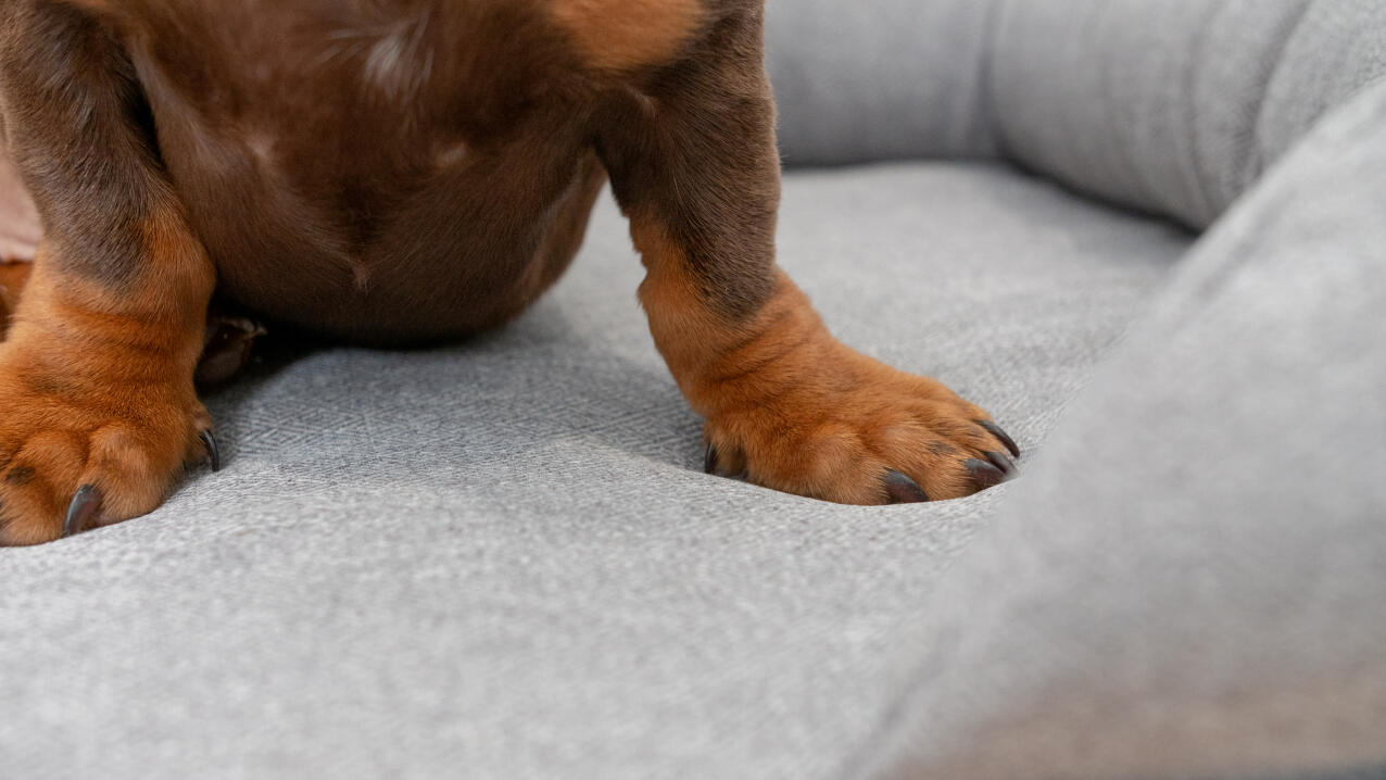 Close up of dachshund paws on grey bolster dog bed.