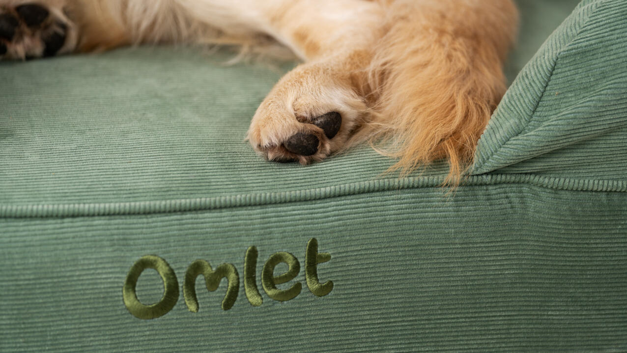 Close up of paws on corduroy moss bolster bed.