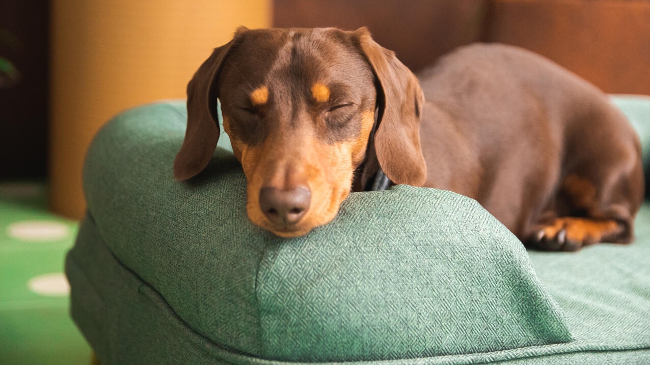 Dachshund resting head on sage green bolster bed cushion.
