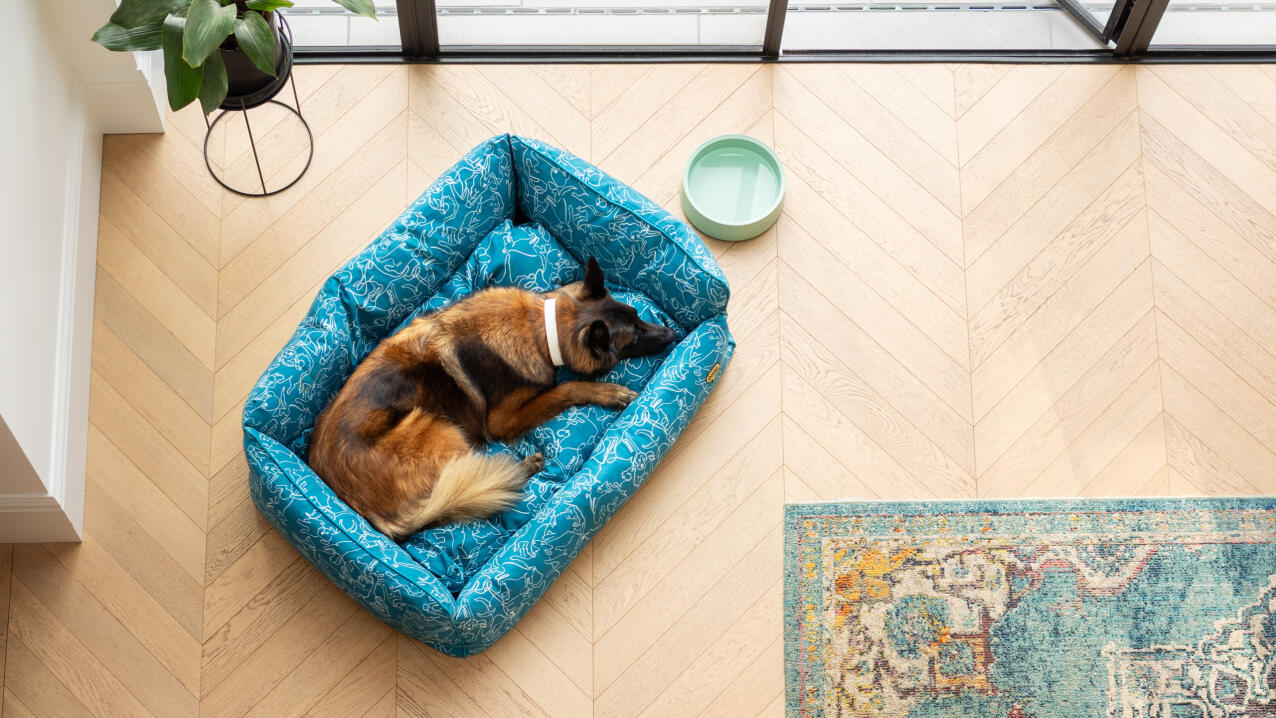 Aerial view of a german shepherd lying in a blue nest dog bed in a modern living space
