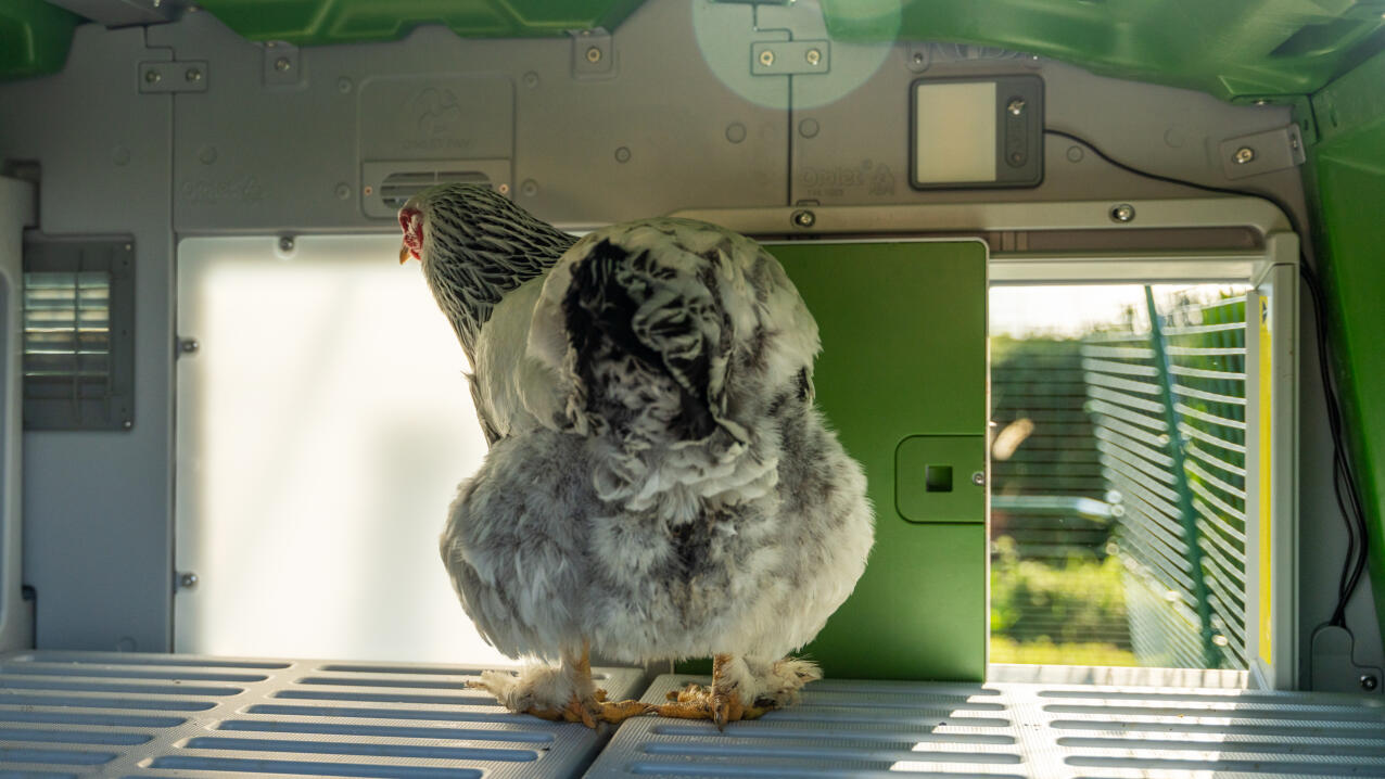 A chicken inside the Eglu pro chicken coop with smart Autodoor