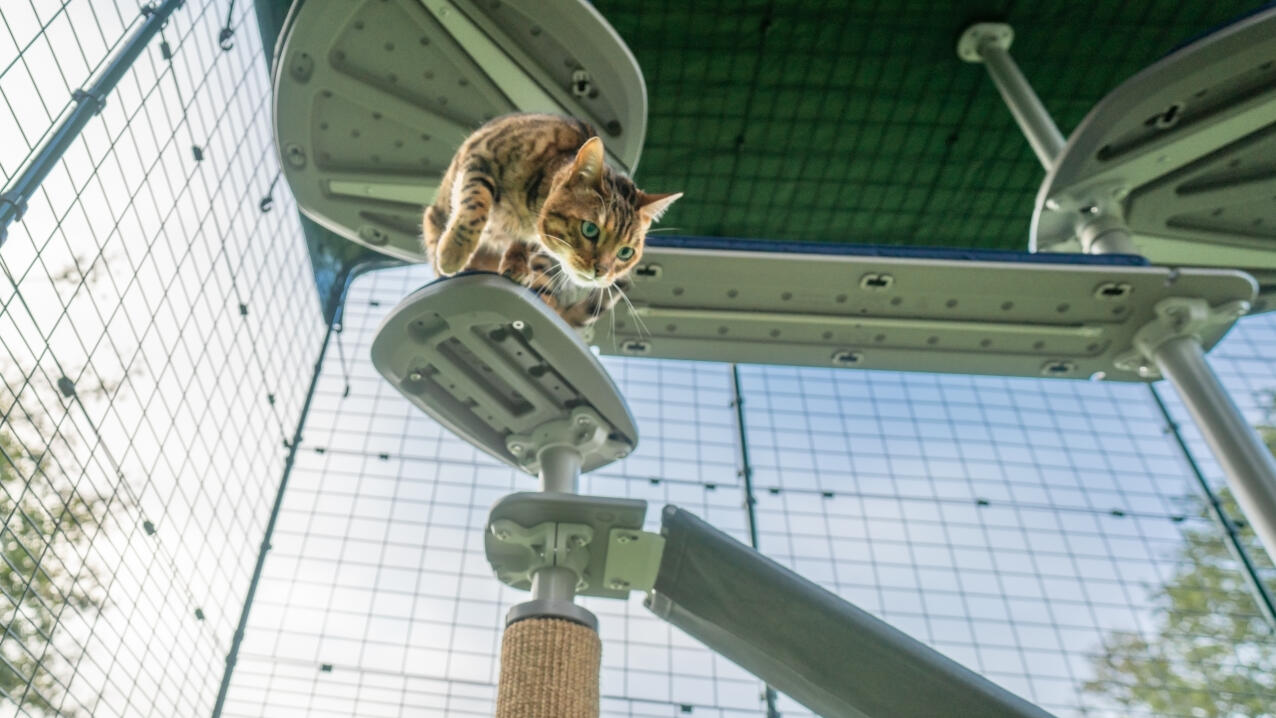 A cat climbing down the steps attached to the outdoor Freestyle cat tree