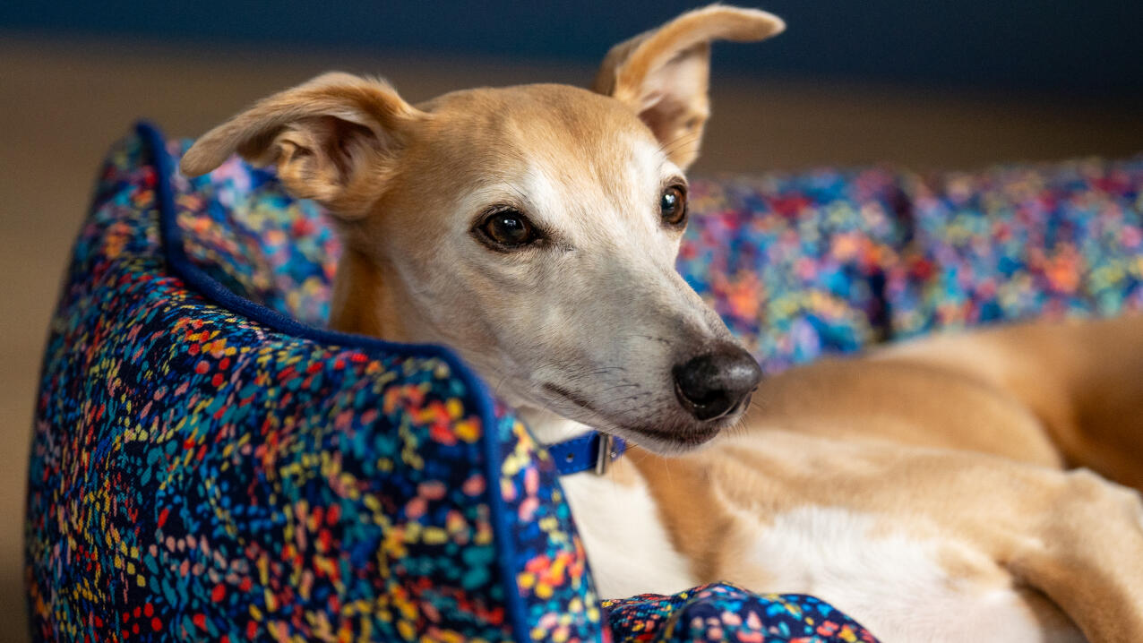 Whippet lying in a neon patterned nest bed