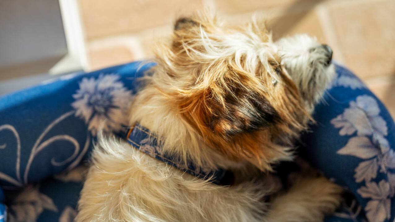 Close up of terrier resting head on bolster bed cushion in gardenia porcelain print.