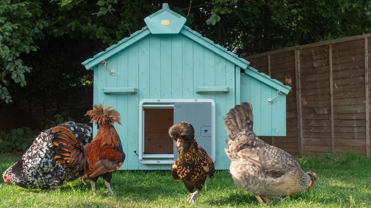 The smart automatic chicken coop door attached to a wooden chicken coop