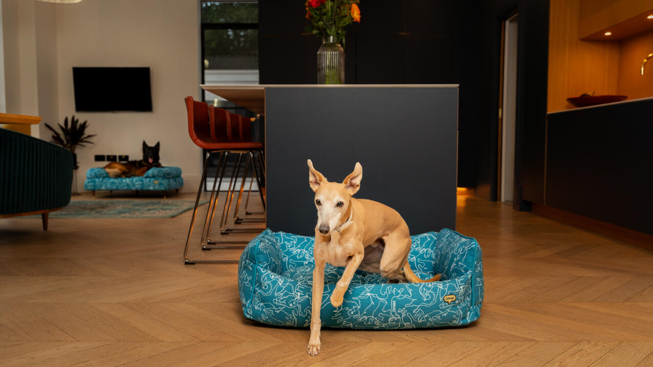 Whippet jumping out from a brightly coloured bed in a designer kitchen