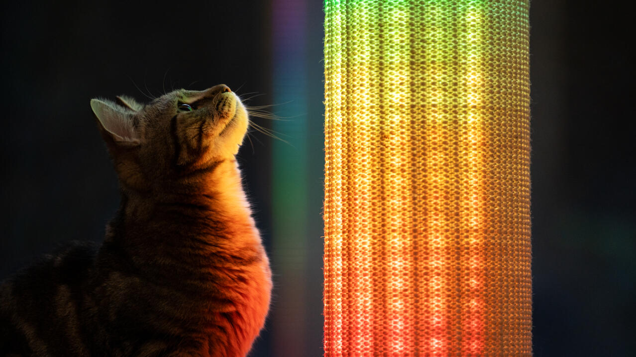 Cat watching rainbow coloured light setting on the Switch cat scratcher