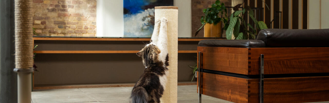 Switch sustainable sisal cat scratcher
