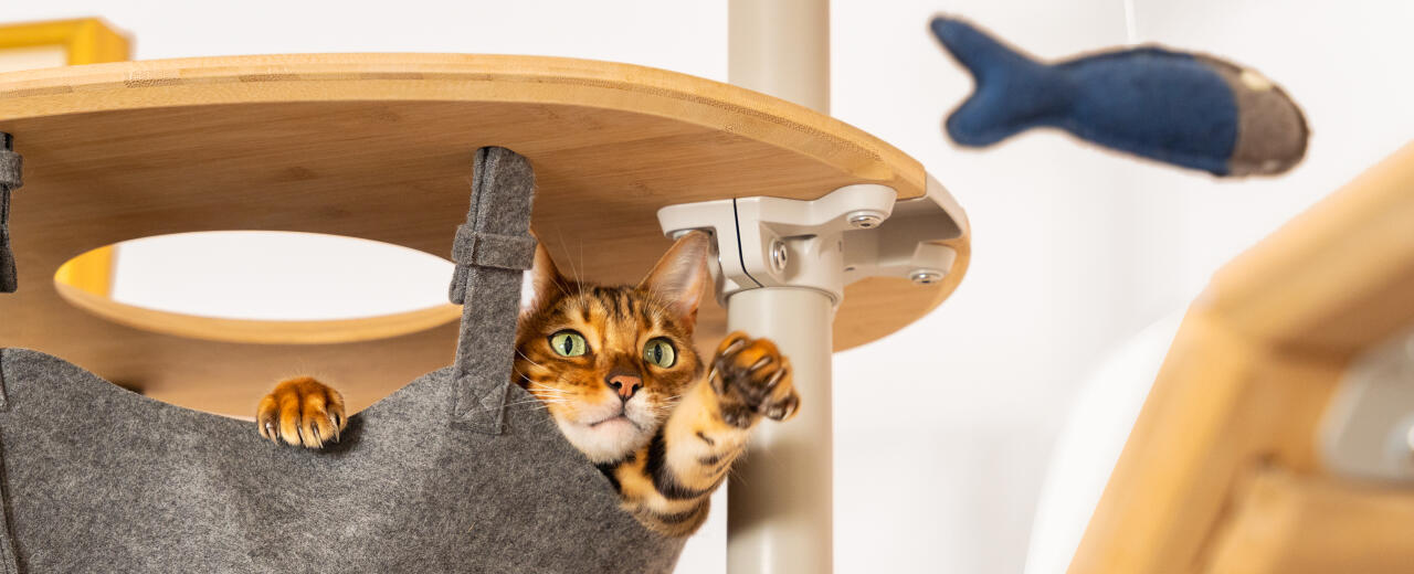 Cat playing in a customisable cat tower by Omlet