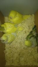 Four yellow budgies in a box with sawdust