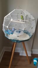 Budgie in their new Geo Cage!