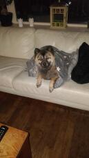Dog in blanket on sofa