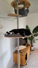 A cat resting on the platform of his indoor cat tree