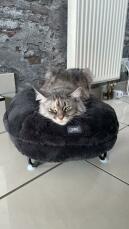A maine coon cat in a dark grey donut shaped bed