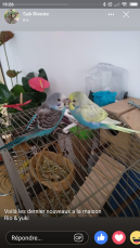 Two blue black and yellow budgies sat on top of a bird cage