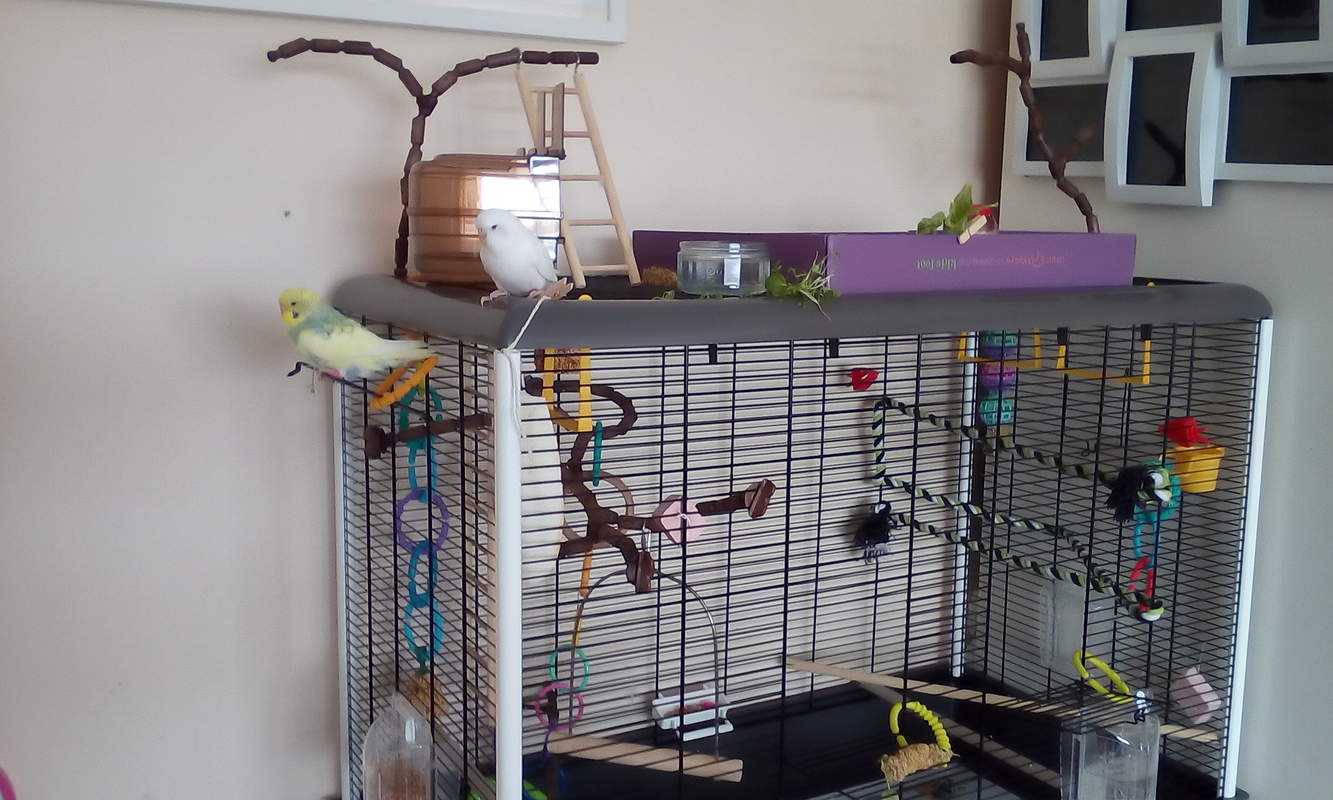 Parakeet Cages Parakeets Guide Omlet US